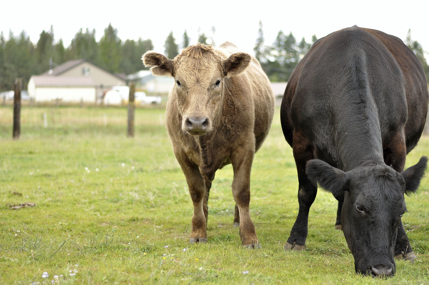 Two cows in a field from Sea to Ski Farm