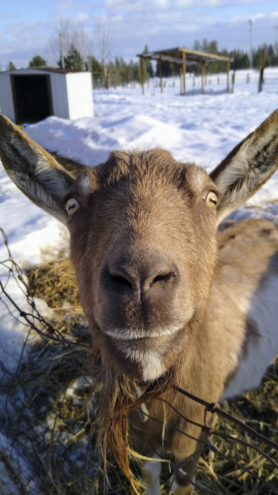 Adorable goat in the snow