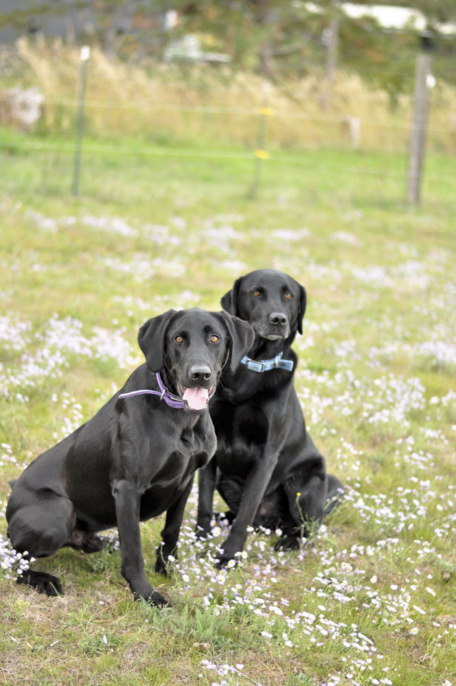 Two black lab dogs in a field
