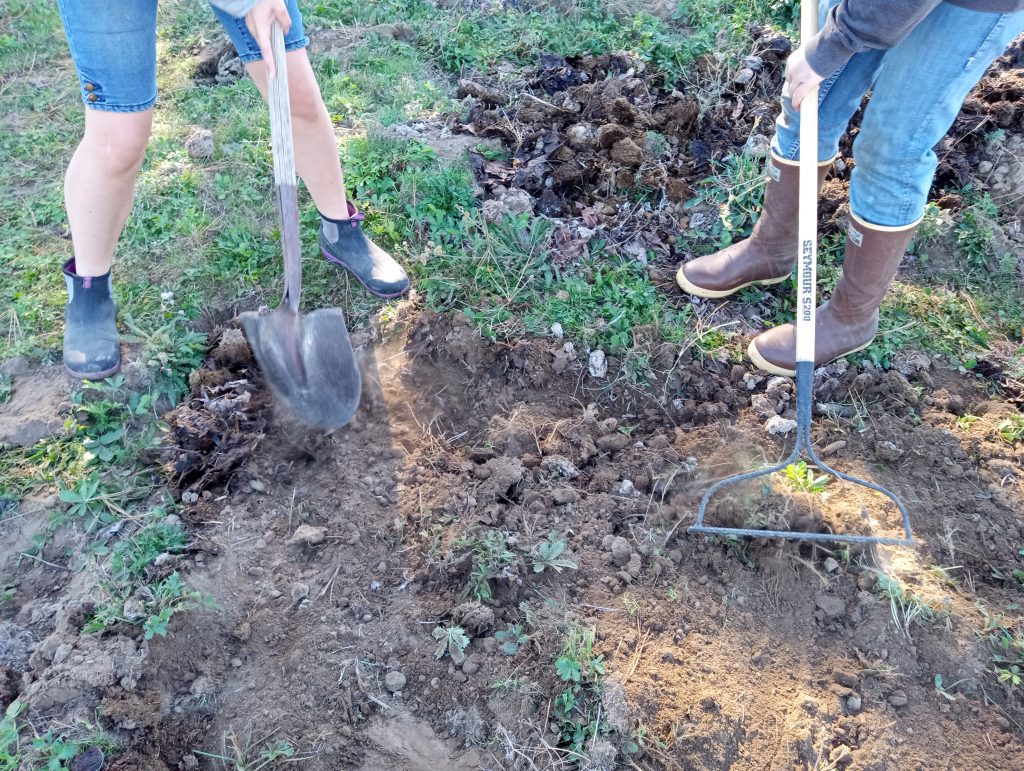 Daffodil bulb planting