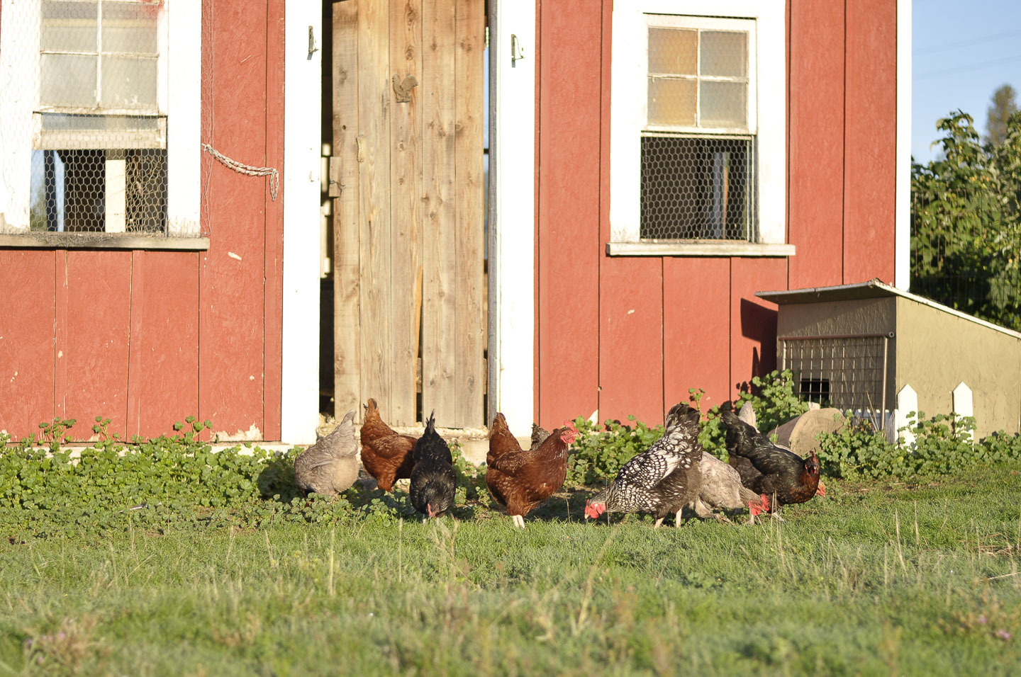 A flock of chickens in front of a chicken coop